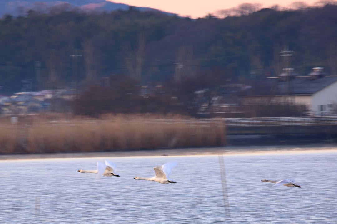 白鳥12/25その2_e0403850_11352375.jpg