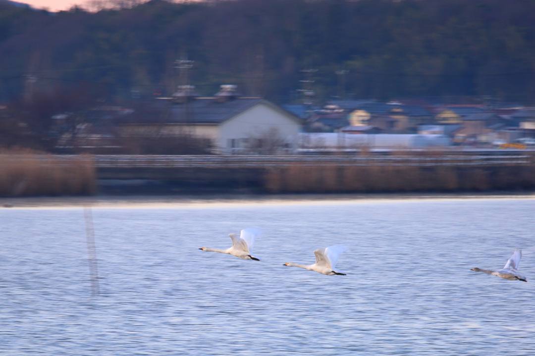 白鳥12/25その2_e0403850_11352388.jpg