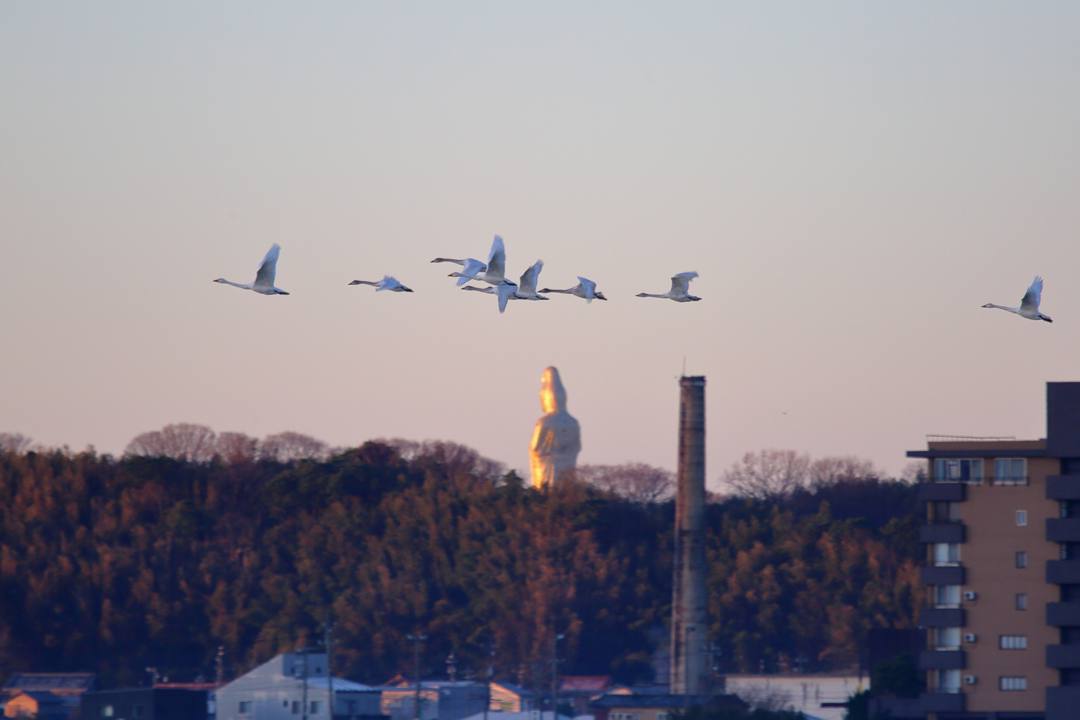 白鳥12/25その2_e0403850_11361204.jpg