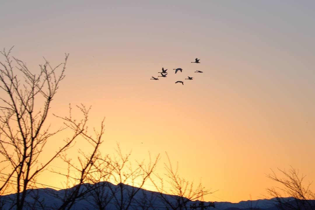 白鳥12/25その2_e0403850_11361263.jpg