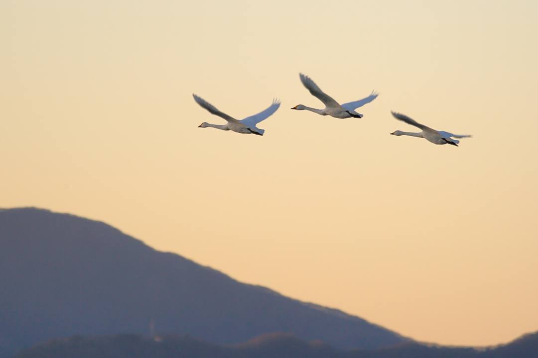 白鳥12/25その2_e0403850_11361368.jpg
