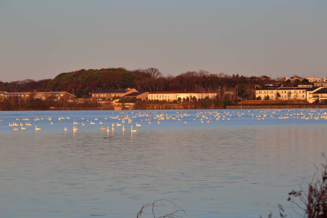 白鳥12/25その2_e0403850_11363125.jpg