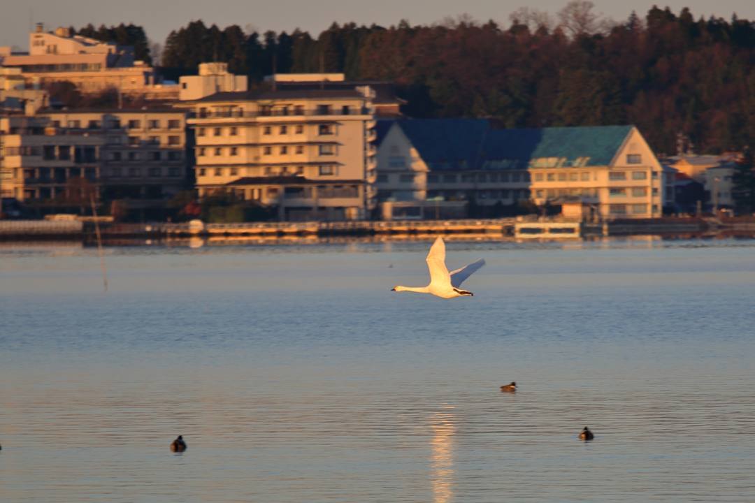 白鳥12/25その2_e0403850_11363140.jpg