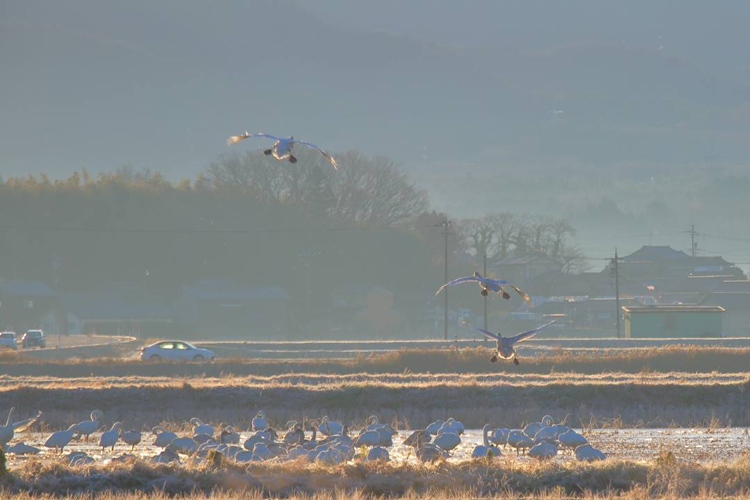 白鳥12/25その2_e0403850_11364972.jpg