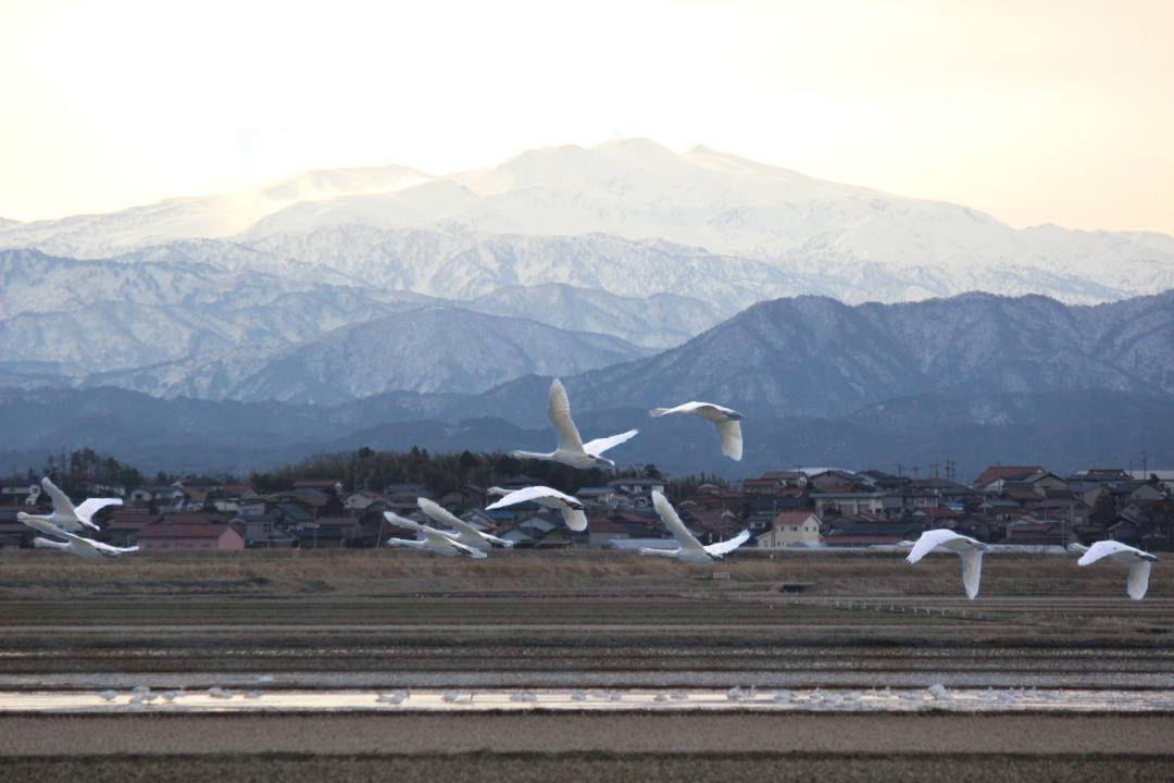 白鳥12/25その2_e0403850_11365540.jpg