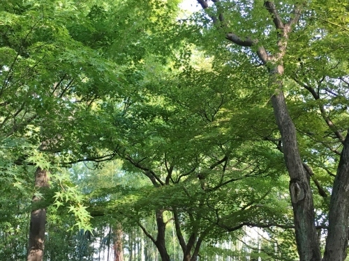 京都の旅\'19Ⅴ 京都裏千家訪問他_e0326953_18283643.jpg