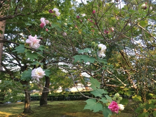 京都の旅\'19Ⅴ 京都裏千家訪問他_e0326953_18304170.jpg