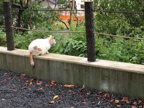 京都の旅\'19Ⅴ 京都裏千家訪問他_e0326953_18531411.jpg