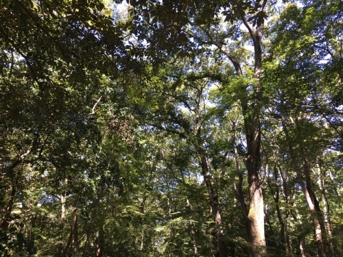 京都の旅\'19Ⅴ 京都裏千家訪問他_e0326953_19170203.jpg