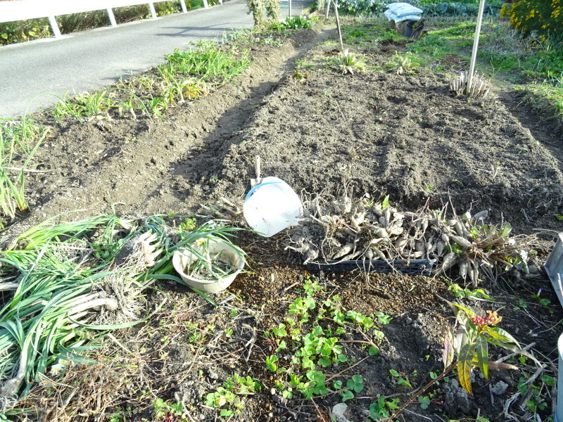 ダリヤ畑の掘り起し・・・我が家の花壇_c0108460_17300622.jpg