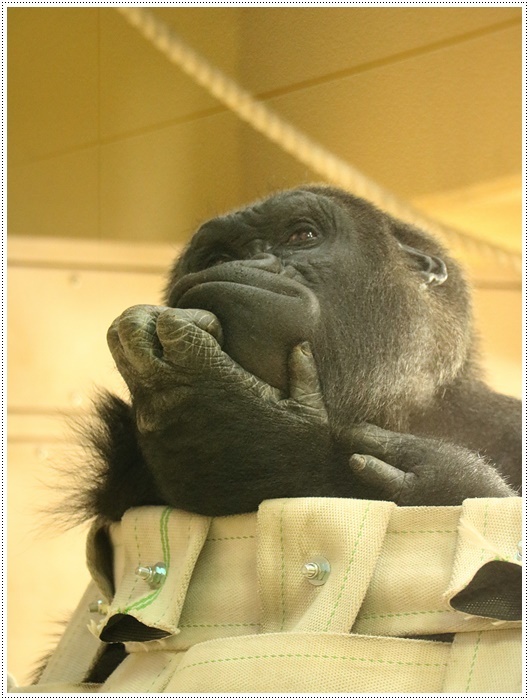 愛知県(名古屋周辺)でのお出かけ その5 東山動物園 (11月29日)やっぱりシャバーニに会わなくっちゃね_b0175688_00194245.jpg