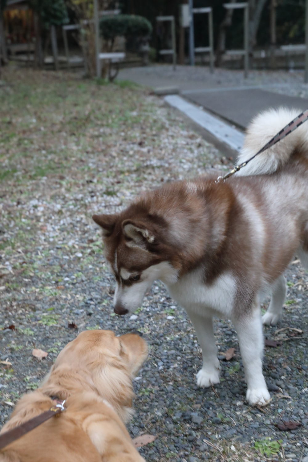 ハスキーのワタルちゃんと♪_b0275998_12300818.jpg
