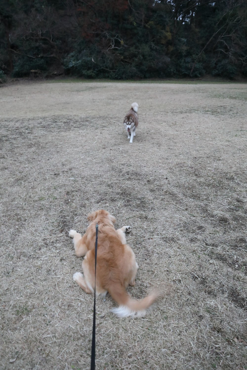 ハスキーのワタルちゃんと♪_b0275998_12315423.jpg