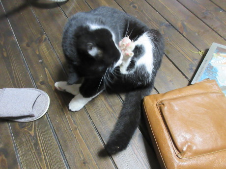 誌上タネ交換会など_a0203003_18395504.jpg