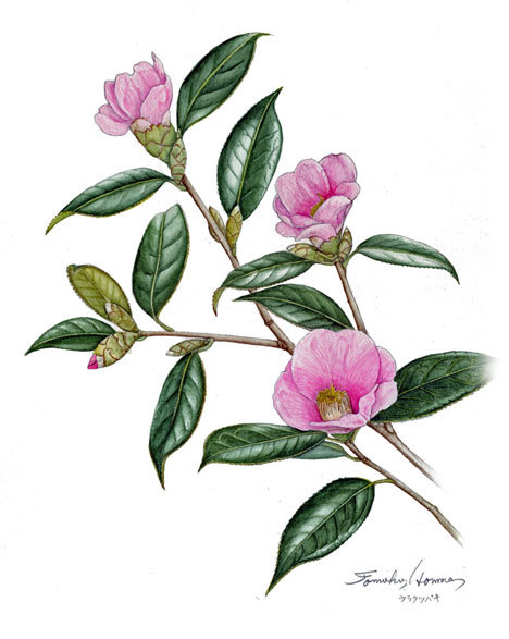 椿～ウラクツバキ : ボタニカルアート～四季折々～