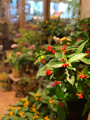 お正月花 お飾り♪_e0128909_20451974.jpg