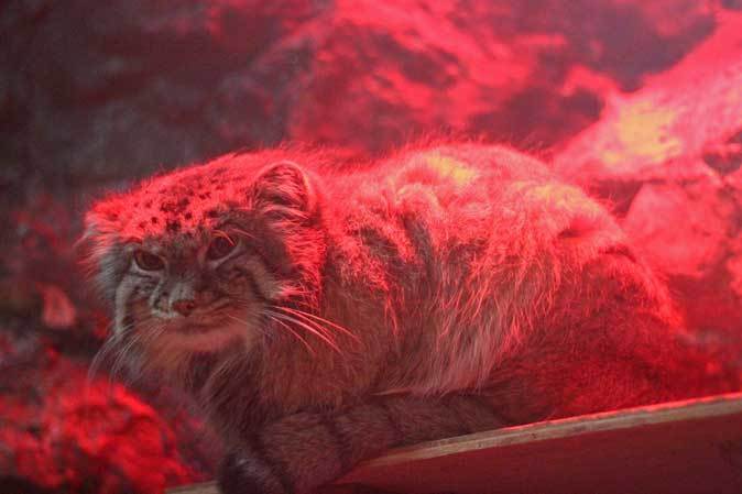 マヌルネコ「ナイマ」と小獣館の個性派たち（上野動物園）_b0355317_10394126.jpg