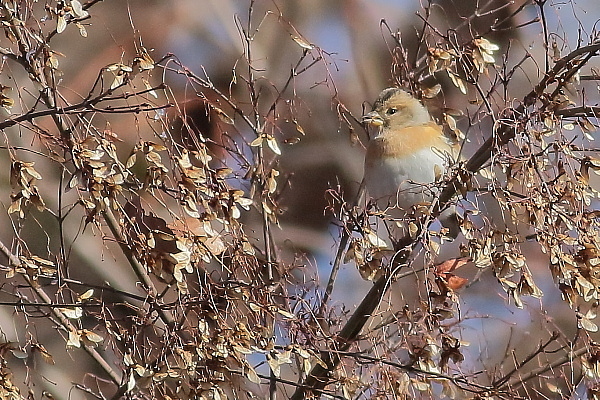 お山は雪、野鳥が山から下りて来た…アトリ_e0413627_15381827.jpg