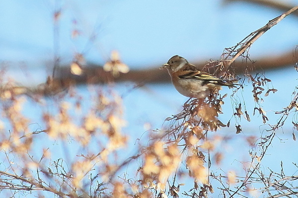 お山は雪、野鳥が山から下りて来た…アトリ_e0413627_15385859.jpg
