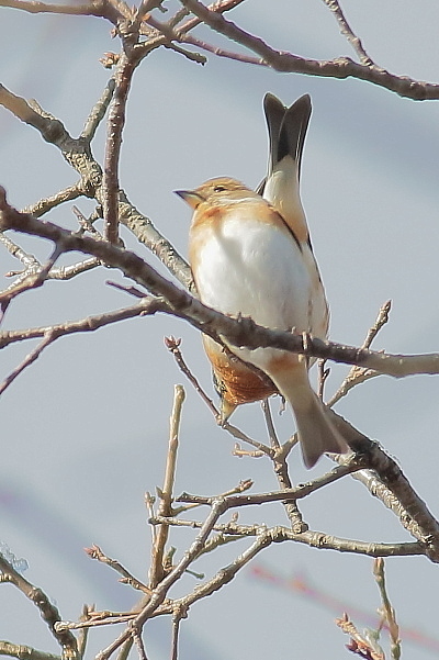 お山は雪、野鳥が山から下りて来た…アトリ_e0413627_15393180.jpg
