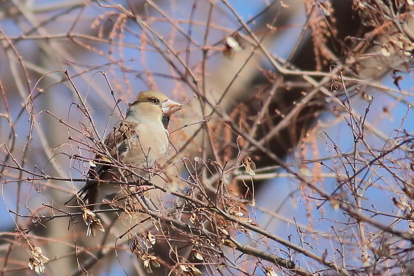 お山は雪、野鳥が山から下りて来た…シメ_e0413627_17253631.jpg