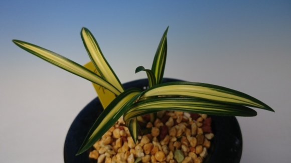 韓国春蘭 天下 : 蘭万園日記