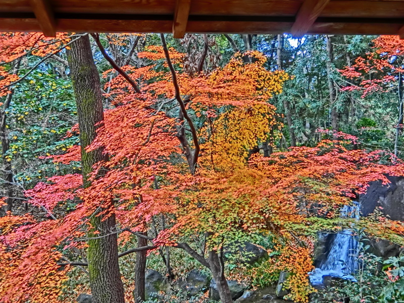 皇居周辺 (8) 北の丸公園 - 8_b0408745_09522753.jpeg