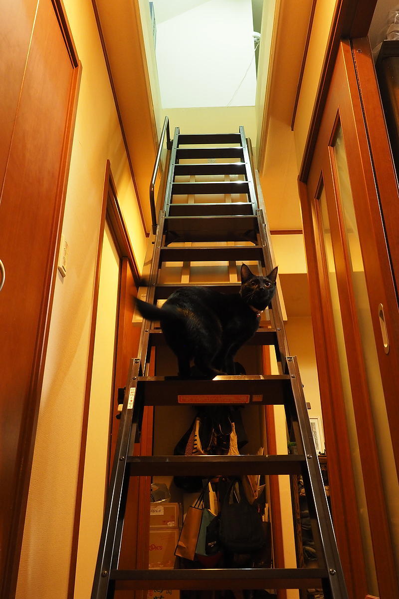 Stairway to Attic_b0116656_15575600.jpg