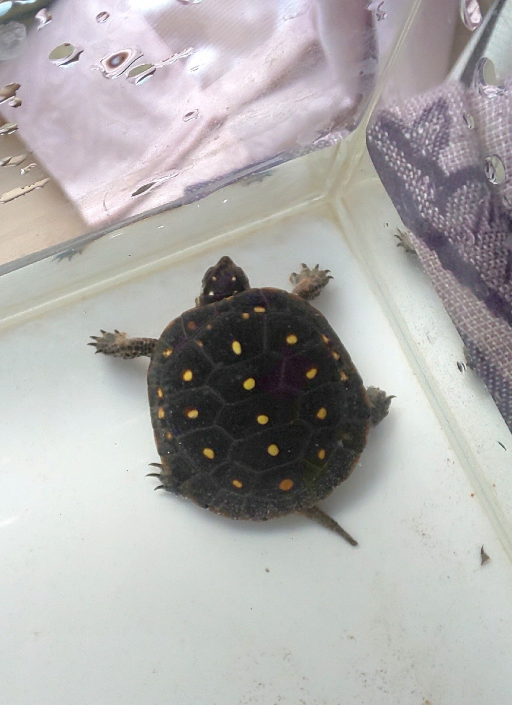 亀と一緒に帰省します ひとり動物生物クラブ