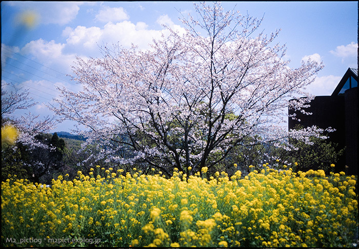 季節外れの桜 *2_e0097970_19192455.jpg