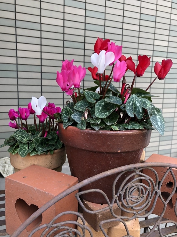 我が家の玄関に_a0394574_22213439.jpeg