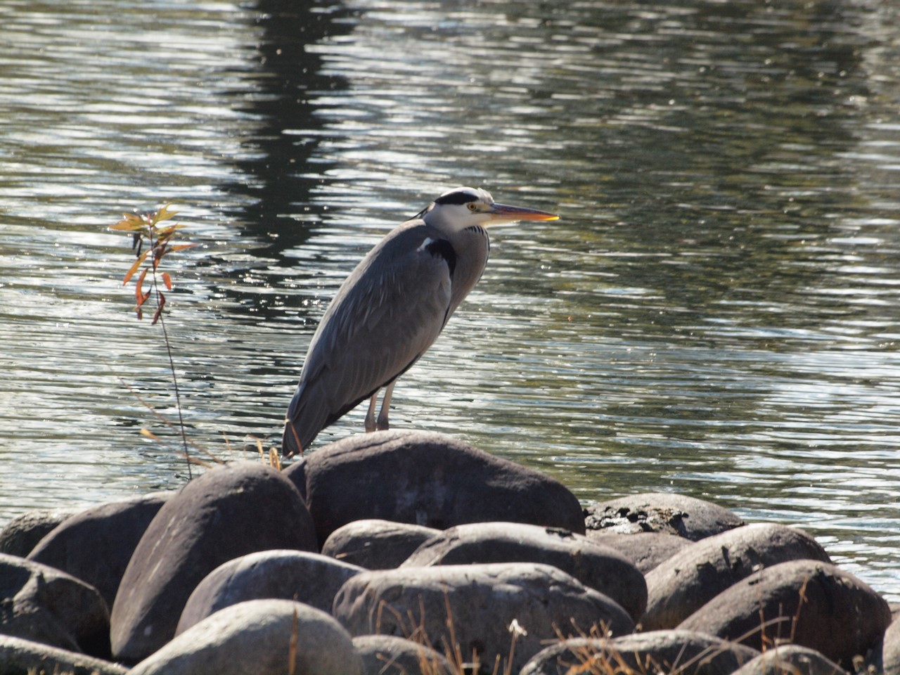 『今年最後の木曽川水園(鳥と植物と風景)』_d0054276_20372214.jpg