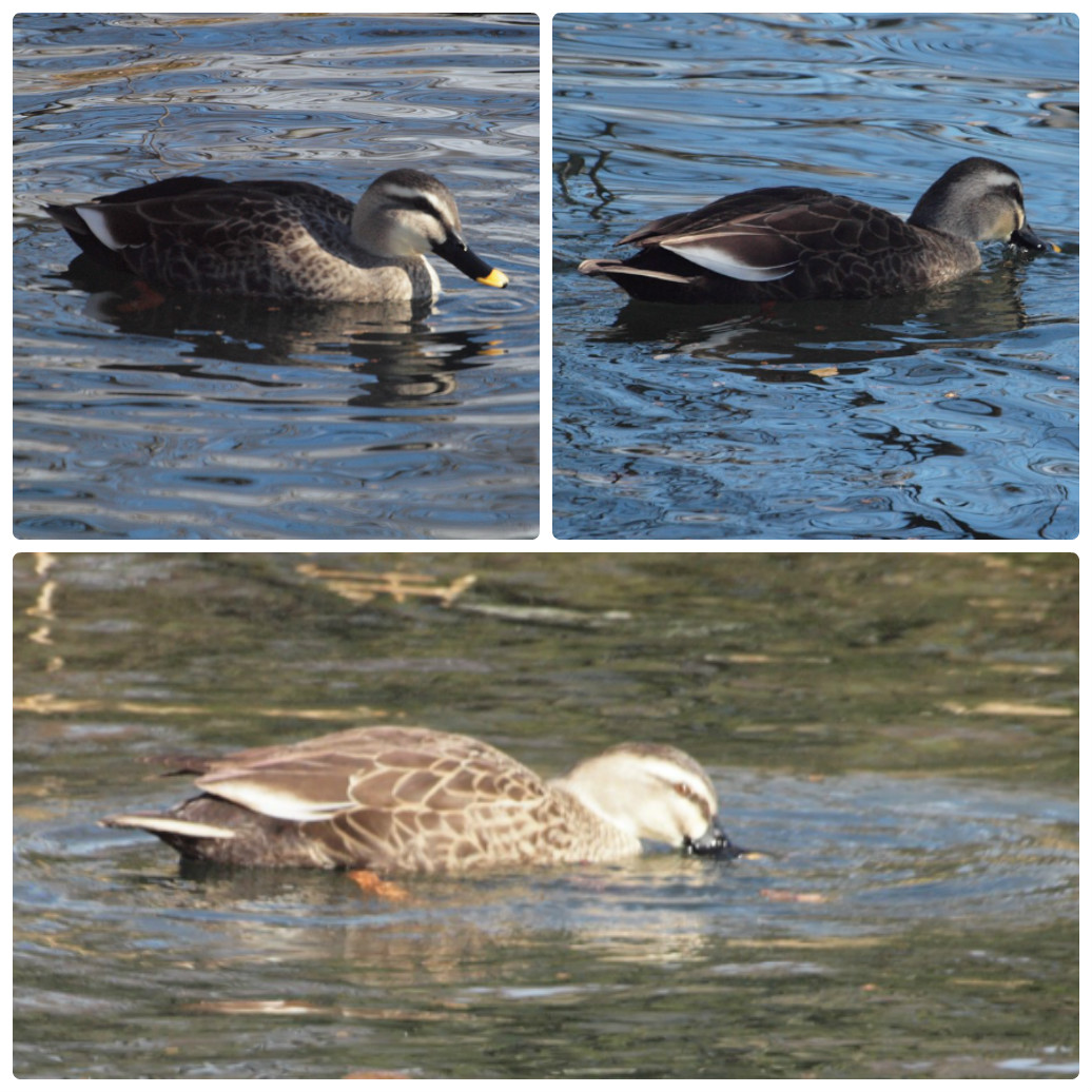 『今年最後の木曽川水園(鳥と植物と風景)』_d0054276_20382991.jpg