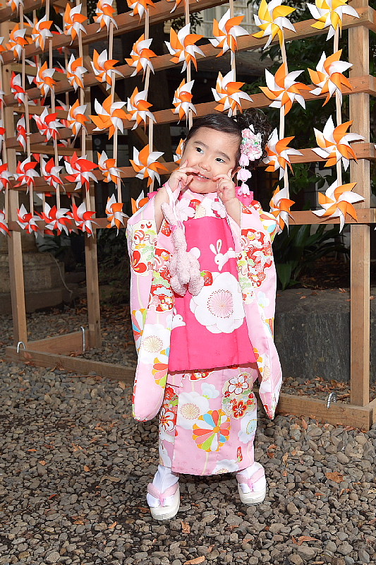 川越氷川神社で七五三 野鳥大好き 闘将 ｎ