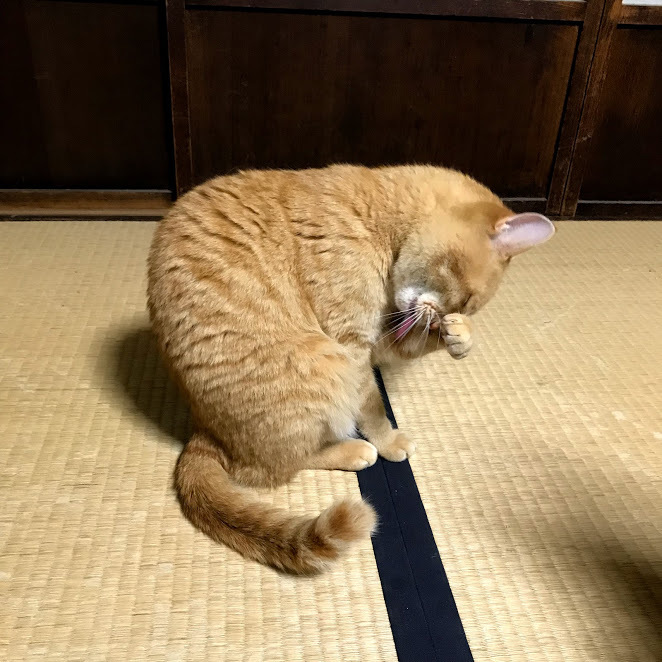 珍客再来!「久しぶりのにゃんこ、フジコちゃん」編_e0359584_07251963.jpg