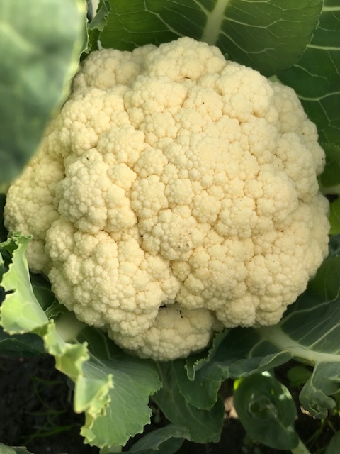 今日も色々と収穫_f0204295_19522102.jpg