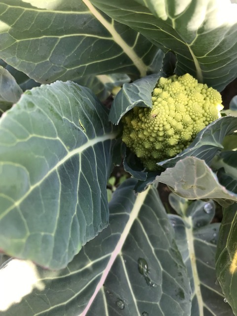 今日も色々と収穫_f0204295_19523086.jpg