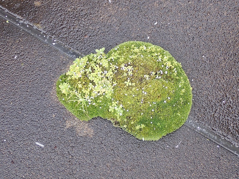 会館の「ひょうたん島」はチョッピリ成長しました!_c0336902_15520618.jpg