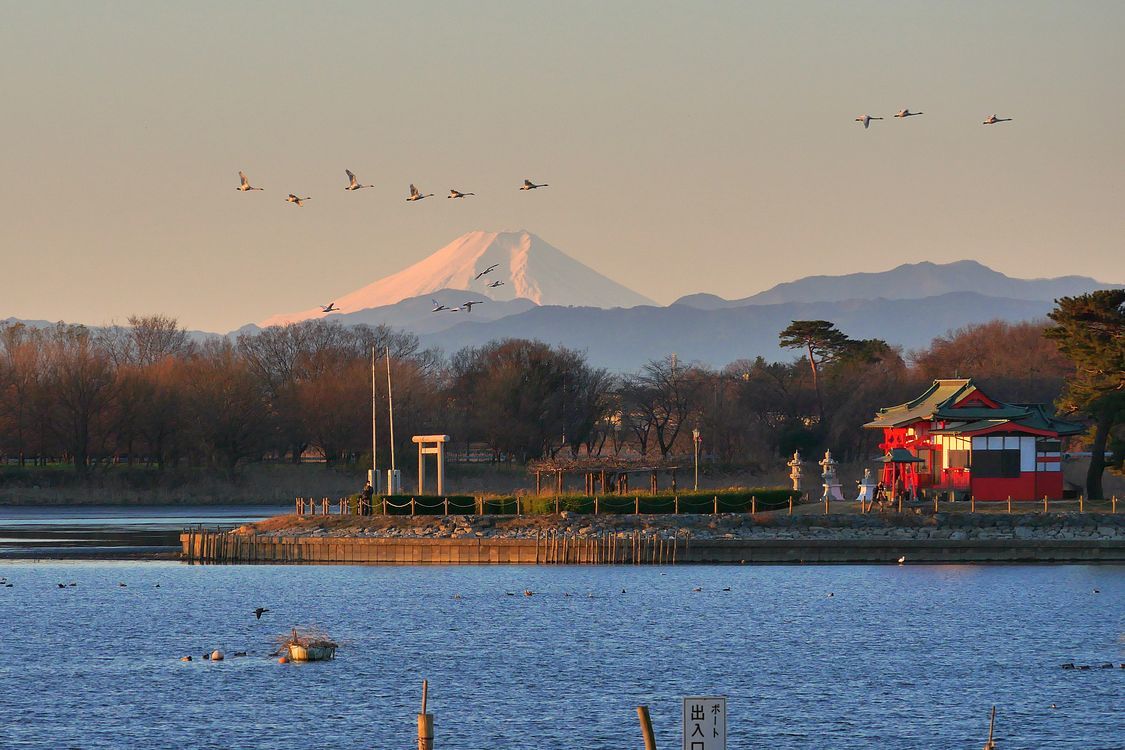 絶景! 富士山を飛ぶハクチョウを多々良沼で見よう!♪_a0031821_13194271.jpg
