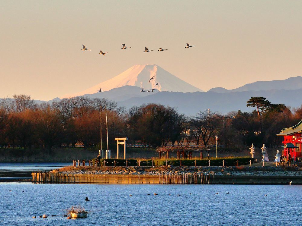絶景! 富士山を飛ぶハクチョウを多々良沼で見よう!♪_a0031821_13224258.jpg