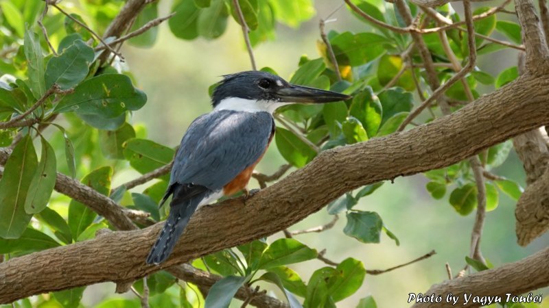 ベリーズ クルックドツリー野生生物保護区の Ringed Kingfisher リングド キングフィッシャー とことん写真
