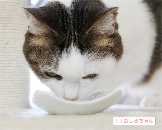 北からの贈り物_a0389088_15591497.jpg
