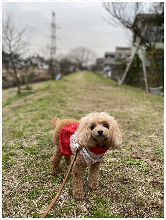 久しぶりにさくらと歩いた師走の土手、梅の蕾が膨らんでいたり、水仙が咲き始めていたり、小さな春もね~_b0175688_19432986.jpg