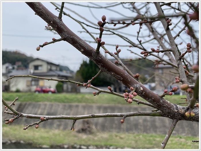 久しぶりにさくらと歩いた師走の土手、梅の蕾が膨らんでいたり、水仙が咲き始めていたり、小さな春もね~_b0175688_19440401.jpg