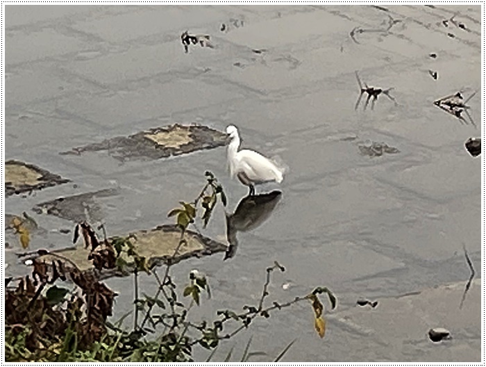 久しぶりにさくらと歩いた師走の土手、梅の蕾が膨らんでいたり、水仙が咲き始めていたり、小さな春もね~_b0175688_19440704.jpg