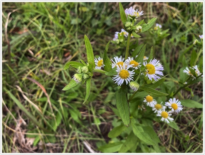 久しぶりにさくらと歩いた師走の土手、梅の蕾が膨らんでいたり、水仙が咲き始めていたり、小さな春もね~_b0175688_19505955.jpg