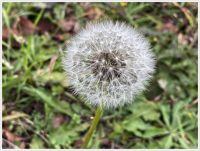 久しぶりにさくらと歩いた師走の土手、梅の蕾が膨らんでいたり、水仙が咲き始めていたり、小さな春もね~_b0175688_19510206.jpg