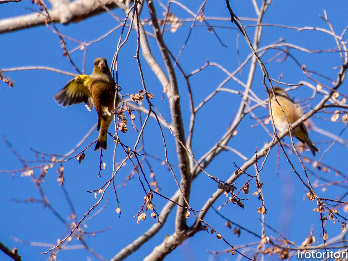 お久しぶり〜!! (カワラヒワ) 2019/12/28 _d0146592_00224763.jpg