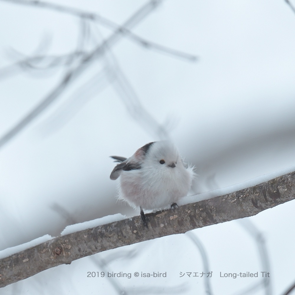 北海道の雪鳥に会いました_d0164892_15224000.jpeg