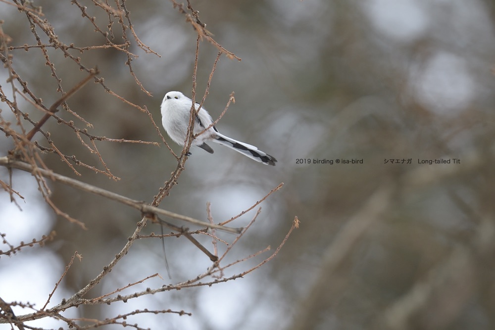 北海道の雪鳥に会いました_d0164892_15232639.jpeg